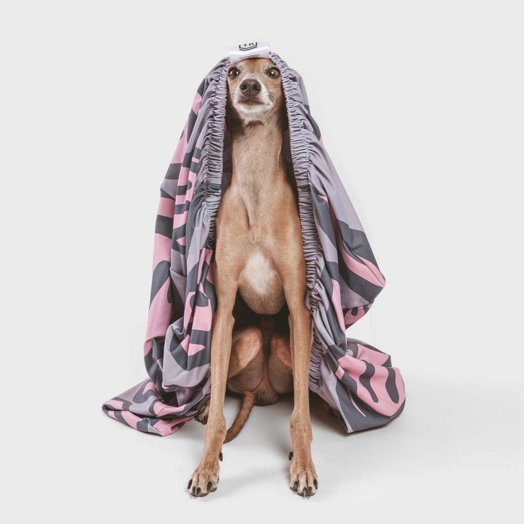 Italian Greyhound with LAYR dog bed sheet with pink and grey happy faces. Dog bed sheets are anti microbial, water resistant and machine washable. Fun dog bed covers to protect your dog's bed.