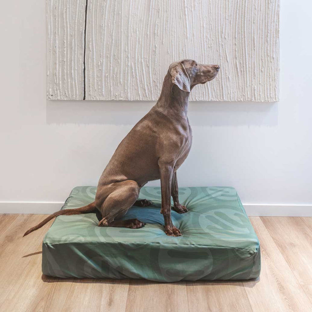 Weimaraner in modern home sitting on a green dog bed sheet with happy faces. Dog bed sheets are anti microbial, water resistant and machine washable. Amazing dog bed covers to protect your dog's bed. Modern necessities for your dog.