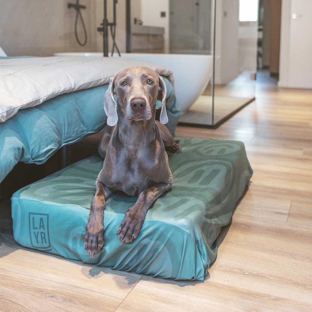 Weimaraner in modern bedroom laying on a green dog bed sheet with happy faces. Dog bed sheets are anti microbial, water resistant and machine washable. Amazing dog bed covers to protect your dog's bed. Modern necessities for your dog to keep a clean home.