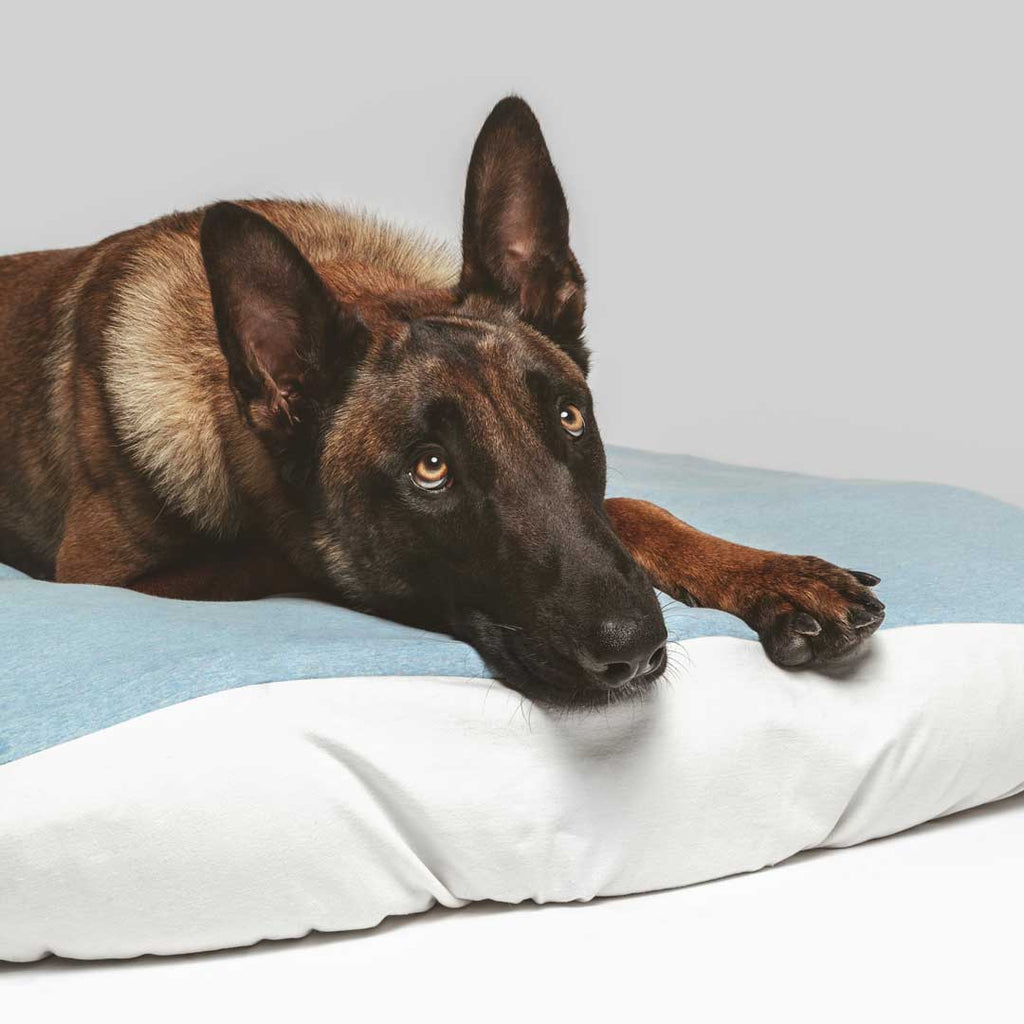 Beautiful German Shepherd laying on large dog bed with machine washable, sustainable dog bed sheet. Blue sheet with white accent. Machine washable, fits all dog beds.