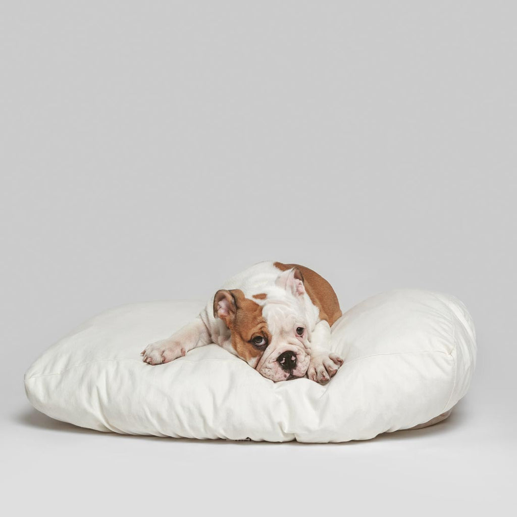 Bulldog puppy laying on sustainable comfy white bed sheets. Wash your dog's bed sheet with our machine washable dog sheets.