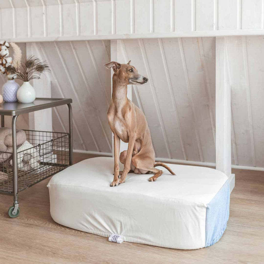 Italian Greyhound sitting on sustainable white dog bed sheet with blue accent in adorable bedroom. Machine washable.